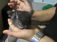 Prehistoricpets Güvencesi İle Velvet Mutasyon Chinchilla