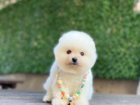 0-3 Aylık Pomeranian Yavrular