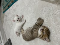 Dünya tatlısı beyaz british shorthair (teslime hazır)