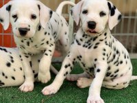 Dalmaçyalı köpeği yavruları