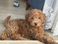 Toy poodle köpeği 4 aylık