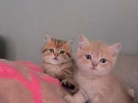 Tatlı Golden British Shorthair Yavrular
