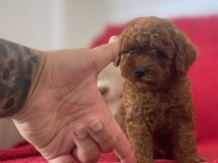 Red Brown Toy Poodle Yavrular