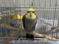 Yakışıklı 5 Aylık Eğitime Açık Sultan Papağanı