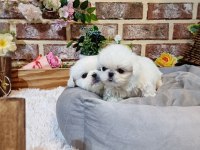 Dünya Tatlısı Pekinez Yavru Köpekler