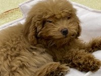 4 aylık dişi toy poodle