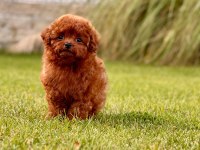 A Kalite Poodle Bebeklerimiz