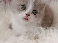 Kedilimize Yeni Sahiplerini Arıyoruz