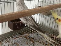 Dişi Eşe Hazır Kızgın Sultan Papağanı