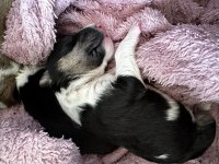 Türkiye’nin 2025 İlk Bull Terrier Yavruları İddia Ediyorum