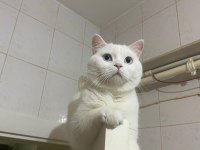 Uysal Kedimi Ücretsiz Sahiplendiriyorum