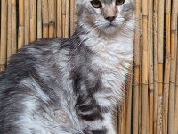 Maine Coon Türk - Mco Cattery
