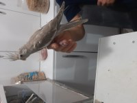 Sultan Papağan Yavrusu 45 Günlük