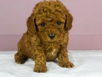 Mini boy red toy poodle bebeğim