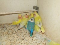 Yeni yeme düşmüş yavru cennet sevda papağanlar