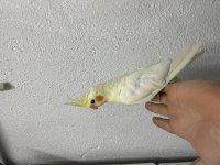 Yeni Yeme Düşmüş 40 Günlük Sultan Papağanlar Vardır