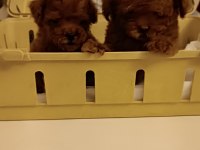 İzmir'in En Güzel Bebekleri Poodle