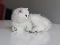 Full Şecereli Babadan Teslime Hazır Dişi Kedimiz