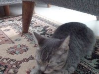 British Shorthair Yavru Kedimiz