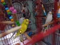 Kuşlar Vakit Ayıramadığımdan Dolayı Sahiplendirilecektir