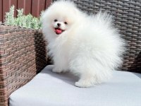 Pomeranian boo yavruları antalya