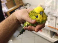 Show Muhabbet Kuşu 2025