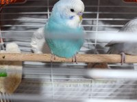 Çok Uyguna Verilecek Muhabbet Kuşlar