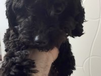 Siyah Toy Poodle 8 Aylık