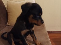 Rottweiler Safkan 75 Günlük Erkek