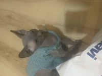 3 Aylık Dişi Sfenks