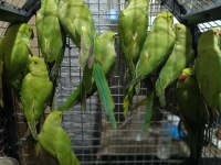 Pakistan Papağanları Kapalı Bileziktir