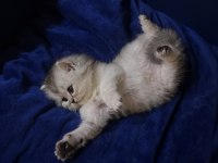 Teslime Hazır İran Kedisi Bebeklerimiz