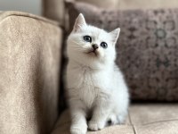 Avrupa Standartlarında British Shorthair Yavrular - Premium Üretim