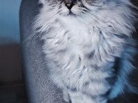 Pamuk Gibi Yün Yumağı Chinchilla Yavrum