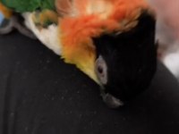 Full Evcil Caique Kayık Papağan