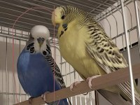 Damızlık erkek jumbo muhabbet kuşu (bilezikli)