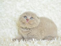 Topaç kafa lilac scottish fold