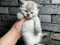 British Shorthair Lynx Point Erkek Kedim