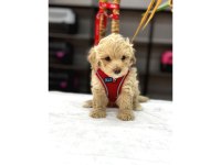 Muhteşem Poodle Bebekler