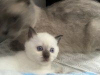 41 Günlük Yavru Oyun Sever British Yavru Kedimiz