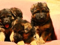 Alman çoban köpeği yavruları