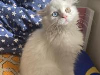 Yakışıklı scottish fold oğlumuza yeni yuva