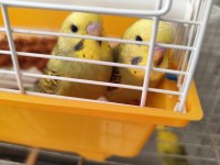 Muhabbet Kuşu Yavrularımız