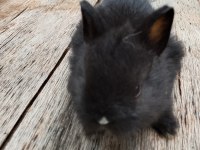 Hollanda Cüce Tavşanı Yavrular