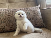 Full Şecereli Anne Babanın Scottish Fold Bebeği