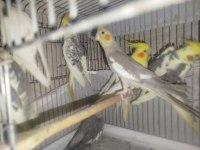 Ev Ortamında Yetişmiş Sultan Papağanlar