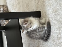 British Longhair 3 Aylık Erkek