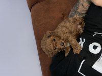 Dünyalar Tatlısı Poddle Oğlumuz