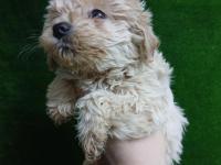 Irk Ve Sağlık Garantili Maltipoo Bebekler