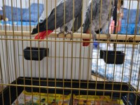 Damızlık Jako Papağanı Çifti